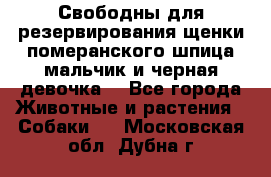 Свободны для резервирования щенки померанского шпица мальчик и черная девочка  - Все города Животные и растения » Собаки   . Московская обл.,Дубна г.